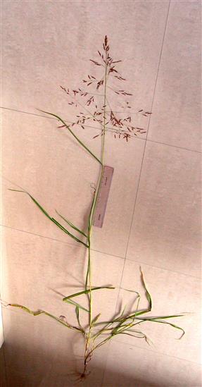 Sorghum halepense